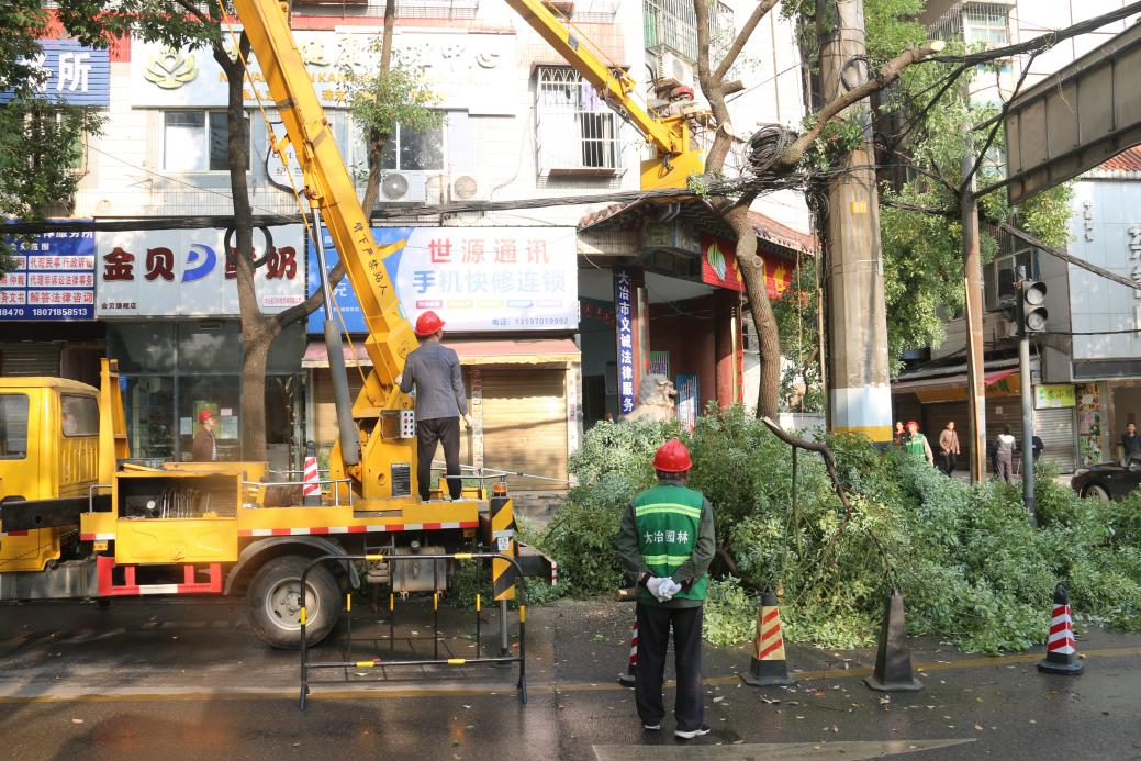 市供電公司:清理樹障構築安全電力通道 _雲上大冶