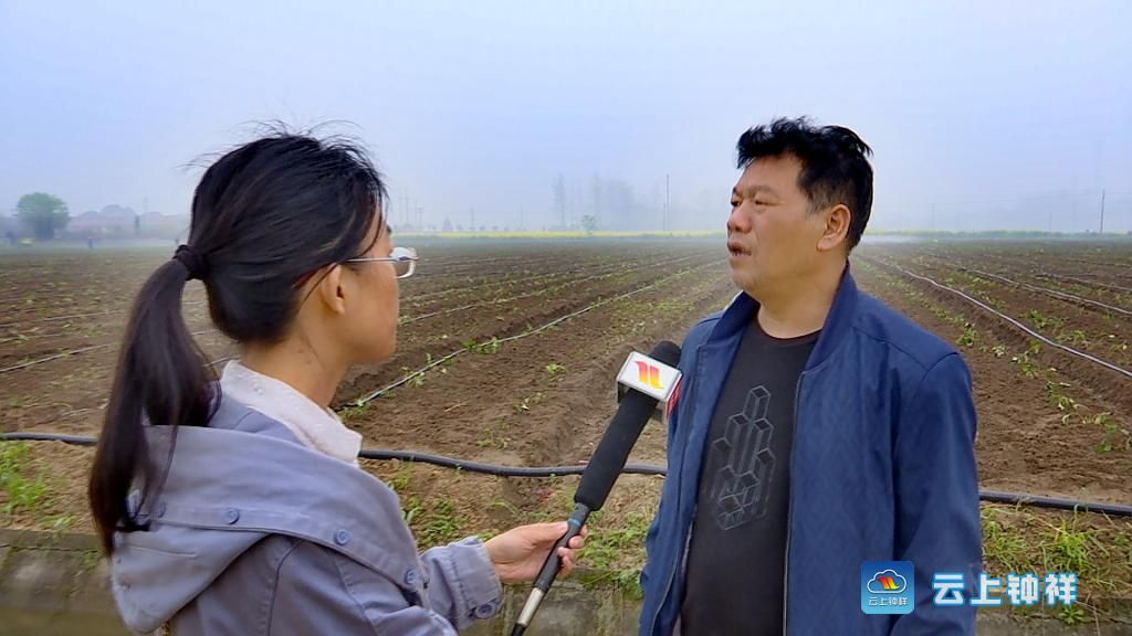 四月,钟祥市丰乐镇安桥村,金灿灿的油菜花海怀抱着一个个白色大棚.