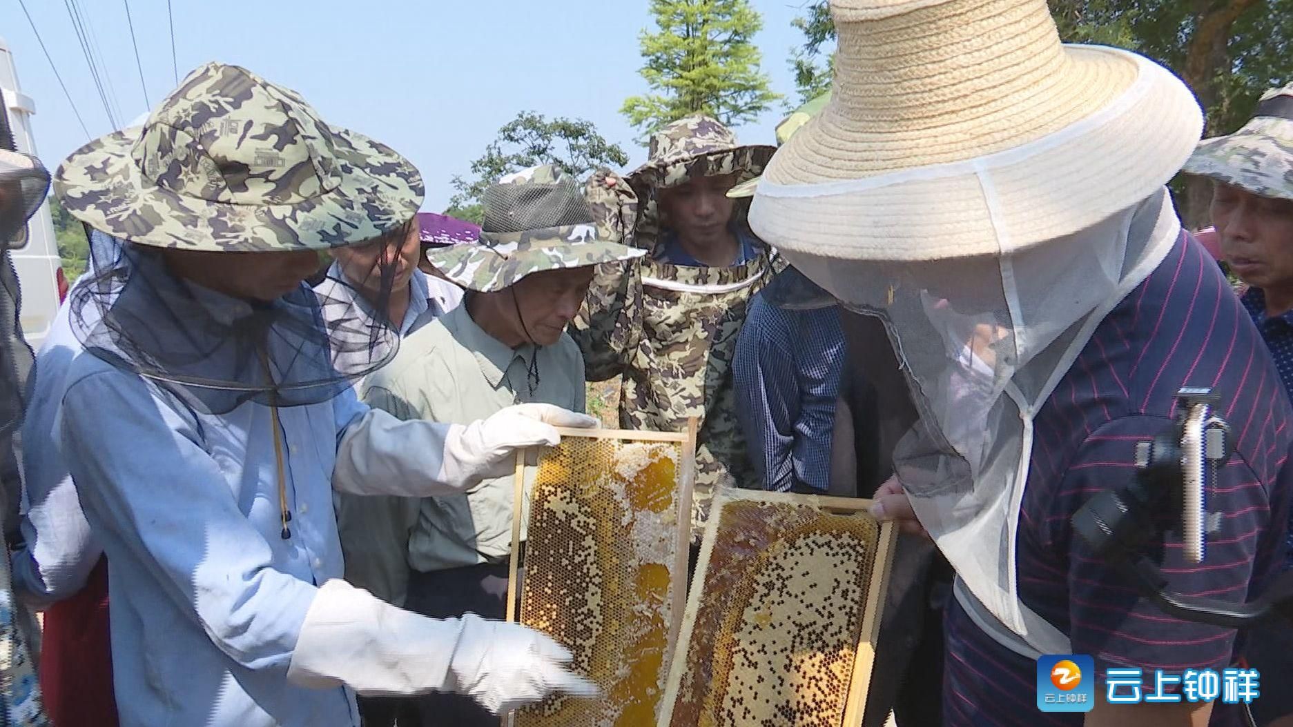 在驻村扶贫工作队的带动下,小小的"蜜蜂",已成为三星村强村富民的"