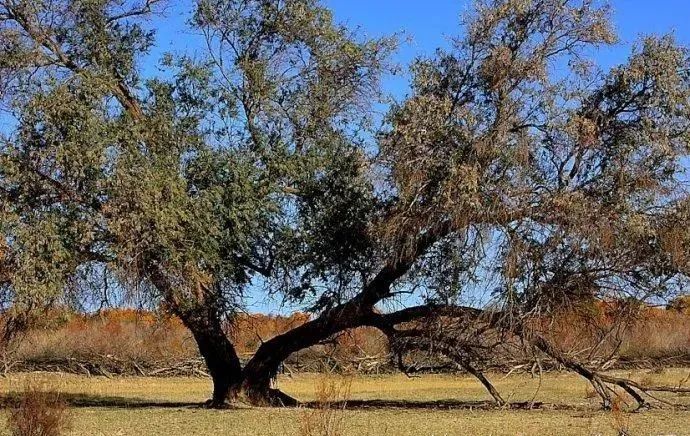 沙枣树下▏合诵柳顺涛无心草