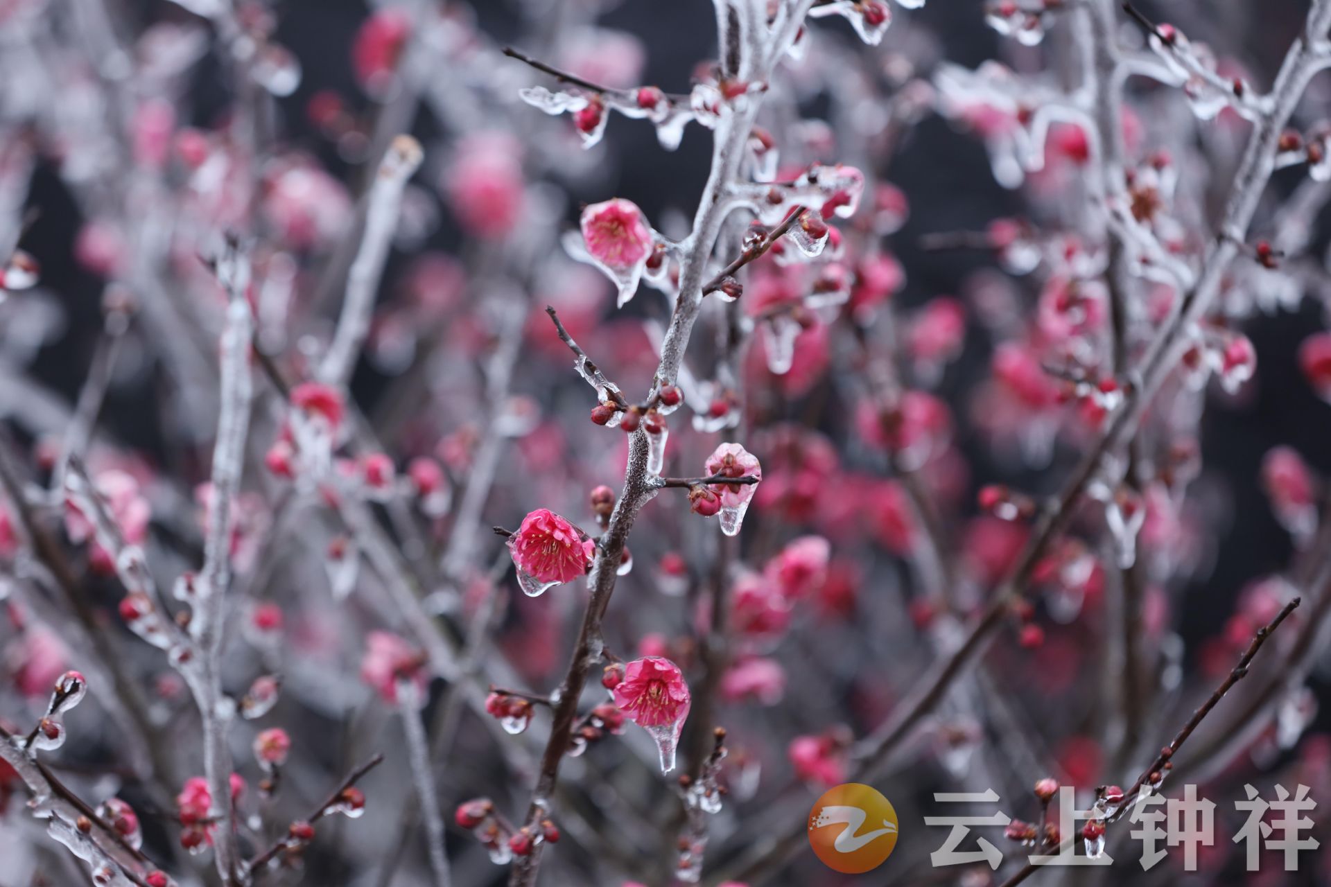 湖北钟祥雾凇梅花点缀冬天的美