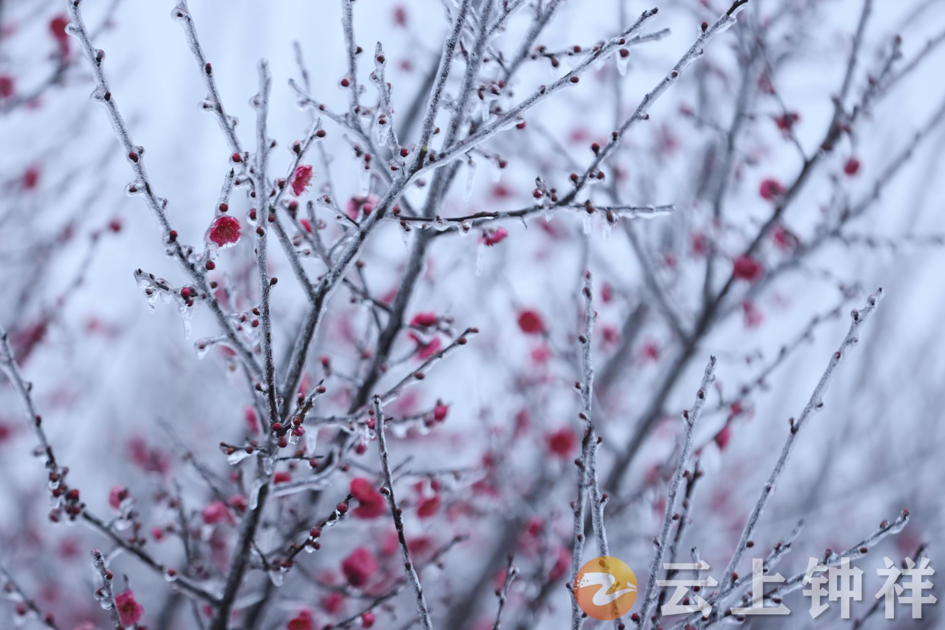 湖北钟祥雾凇梅花点缀冬天的美