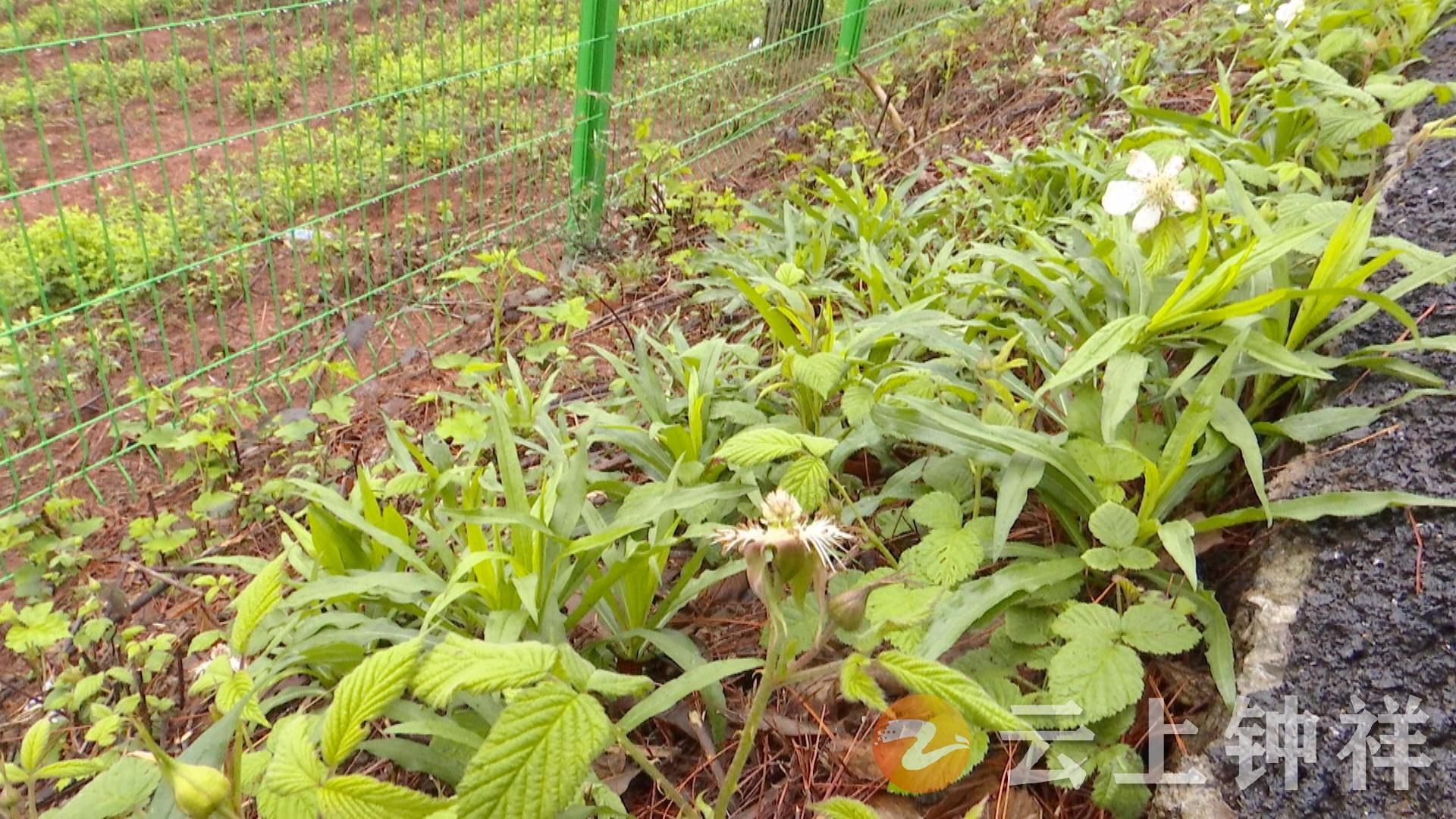 在园区,记者看到加拿大一枝黄花的幼苗正开始大量萌发,钟祥市植保站副