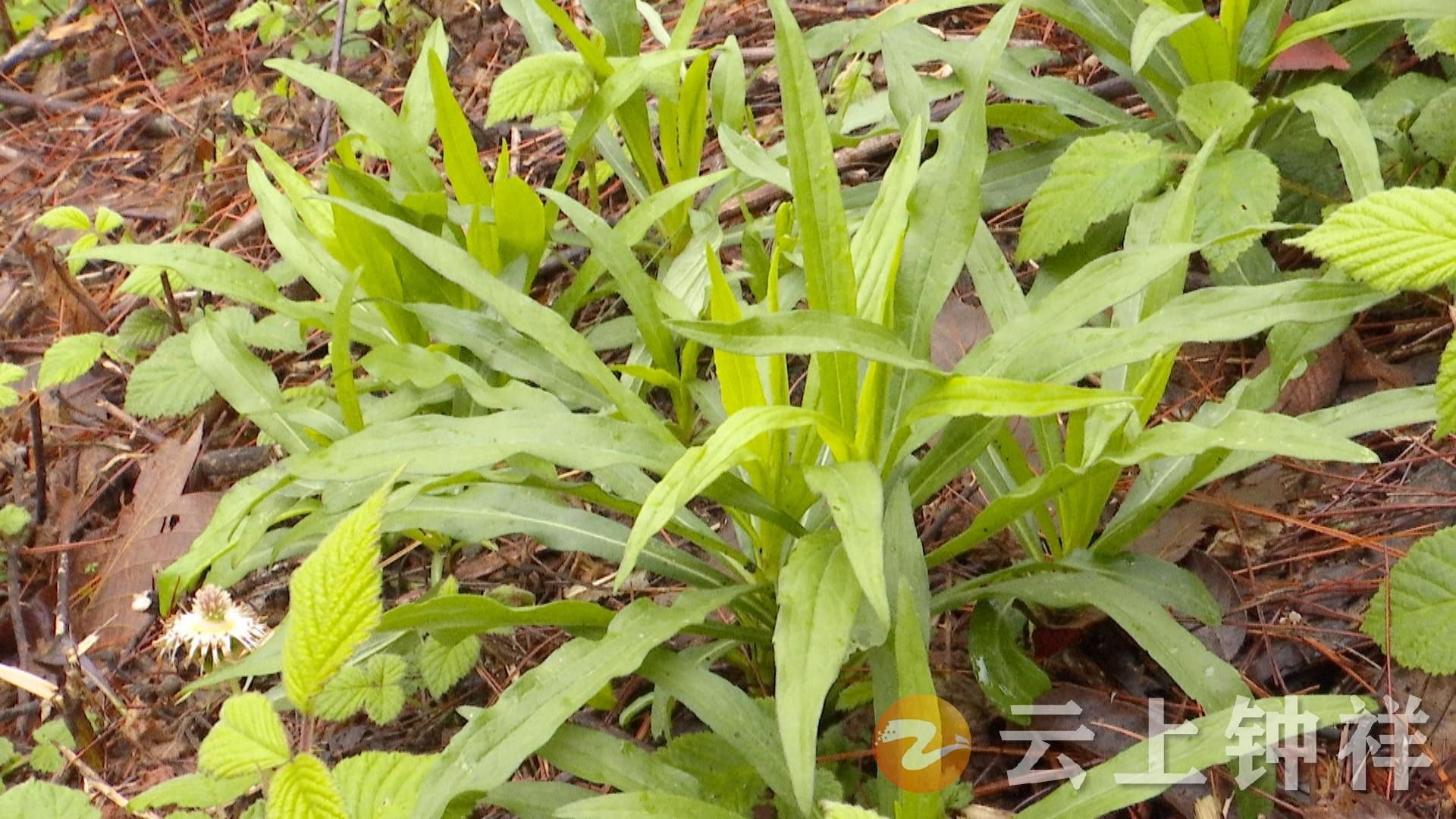 在园区,记者看到加拿大一枝黄花的幼苗正开始大量萌发,钟祥市植保站副