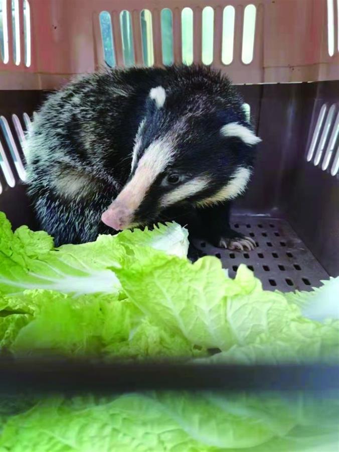 猪獾是什么图片