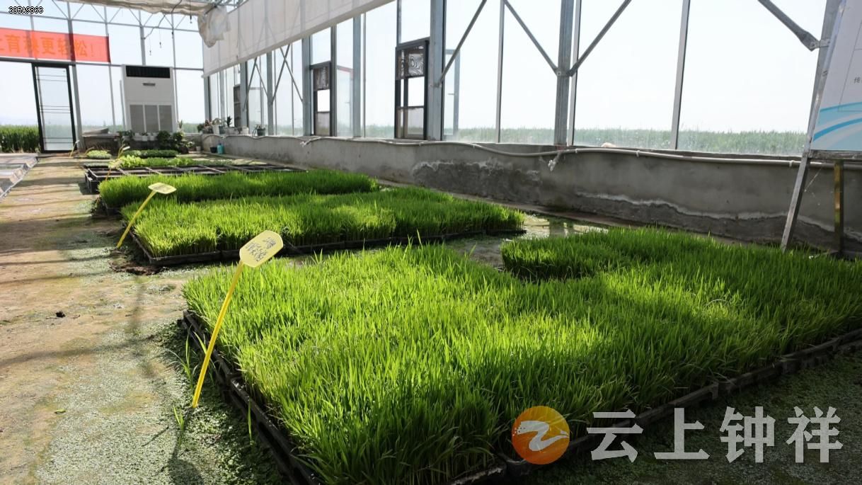 湖北钟祥新质生产力育出春耕好苗头