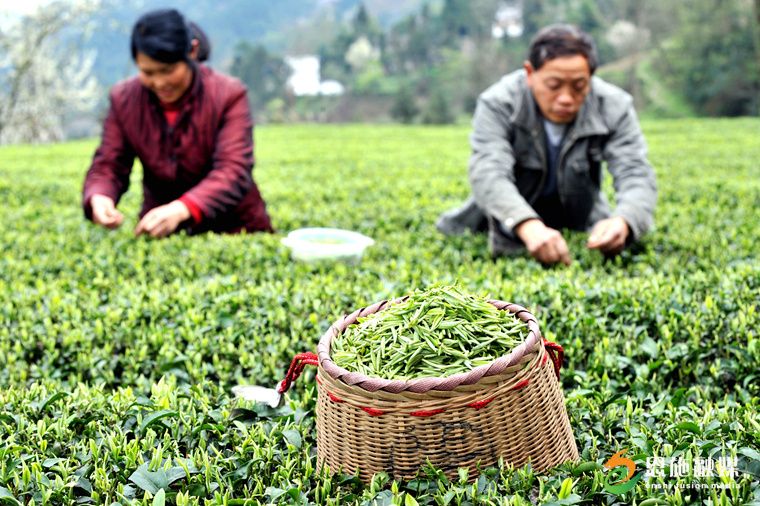 2015年3月24日，在湖北省恩施市芭蕉侗族乡戽口村，茶农在采摘春茶。.JPG