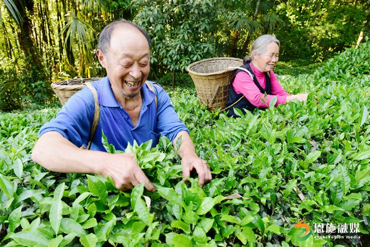 2017年5月14日，茶农在采摘春茶。.JPG