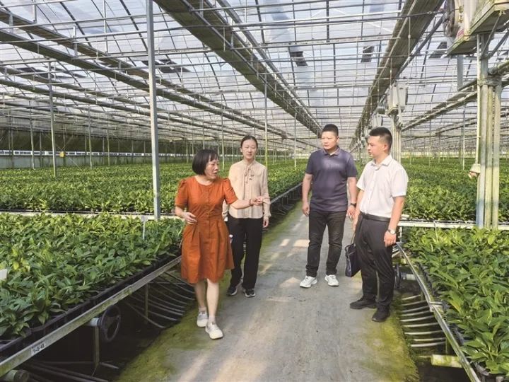 工作人员在湖北农青园艺科技有限公司基地了解花卉培育情况。杨国良 摄 工作人员在湖北农青园艺科技有限公司基地了解花卉培育情况。杨国良 摄