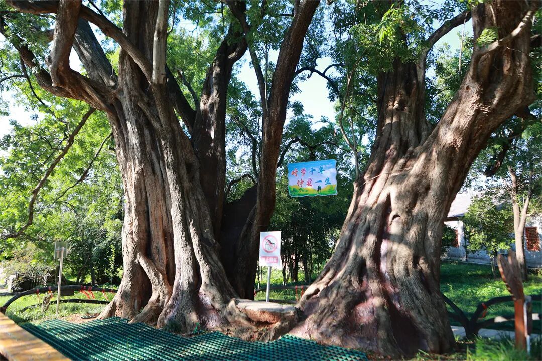 南庄村 (5).jpg