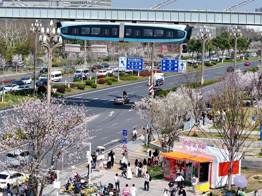 光谷大道上樱花连片