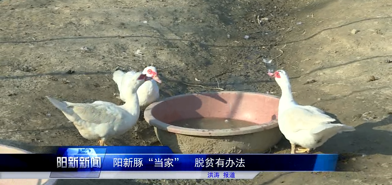 阳新豚当家脱贫有办法