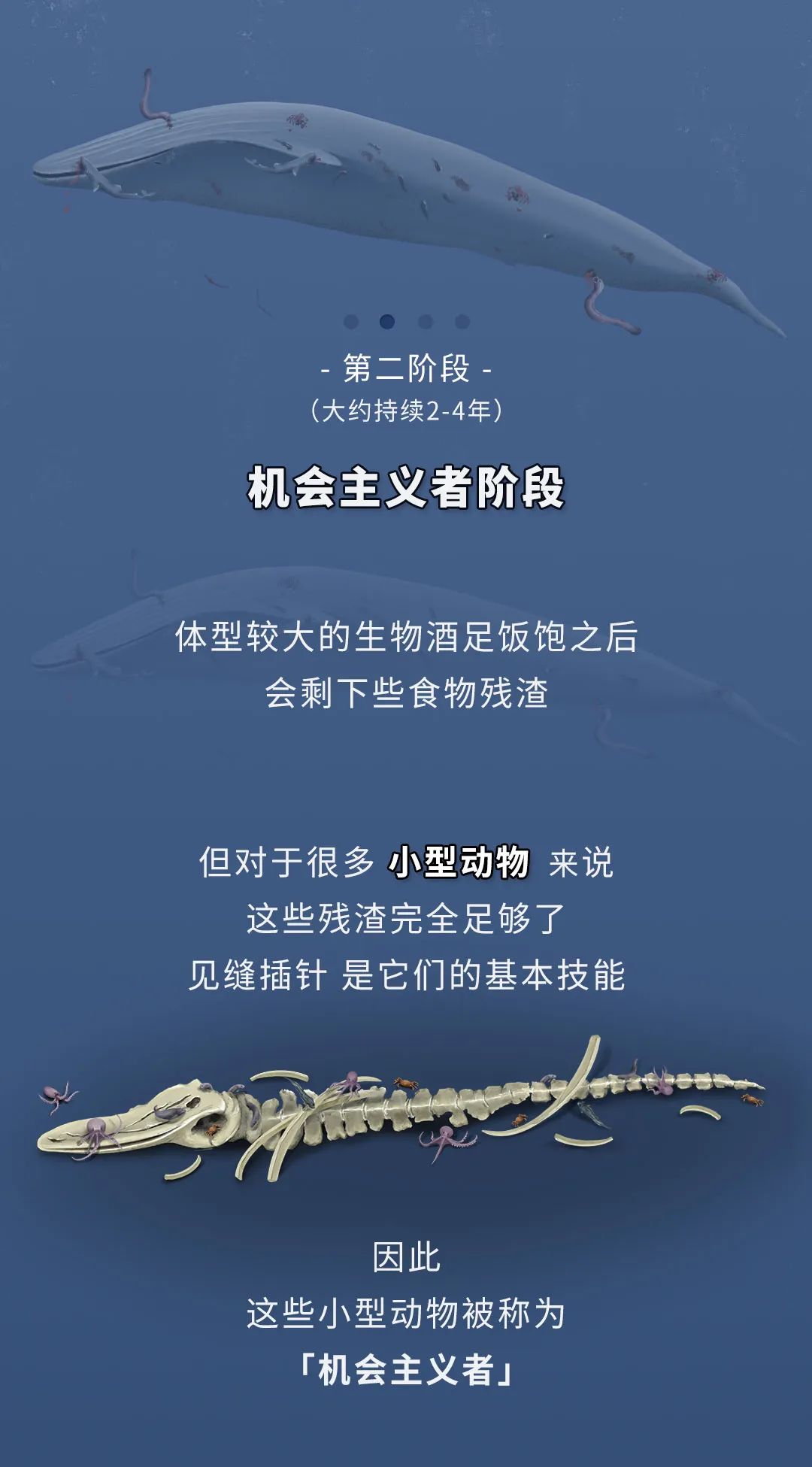 蓝鲸的一生鲸落是什么