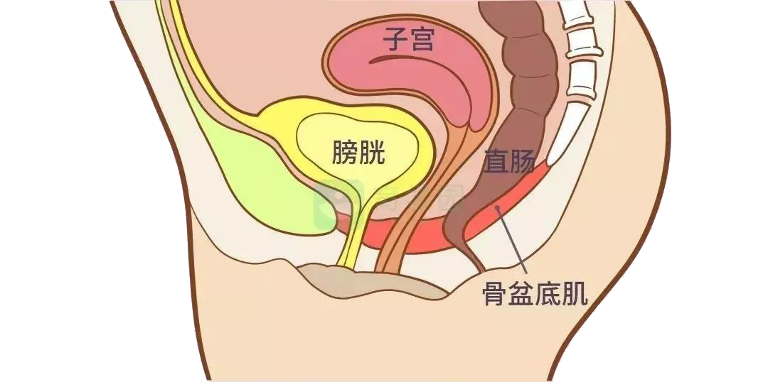 盆底肌在女性生活中的重要作用各位姐妹们,生完孩子后,有没有咳嗽,打