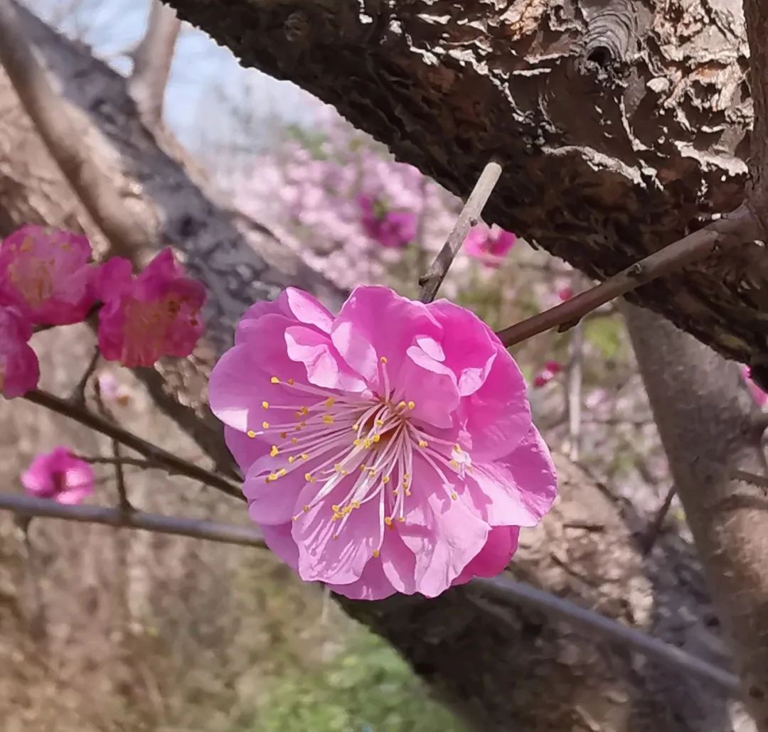 明慧 攝李花和垂絲海棠有花柄但瓣尖均無缺口至於樹皮的橫紋可以作為