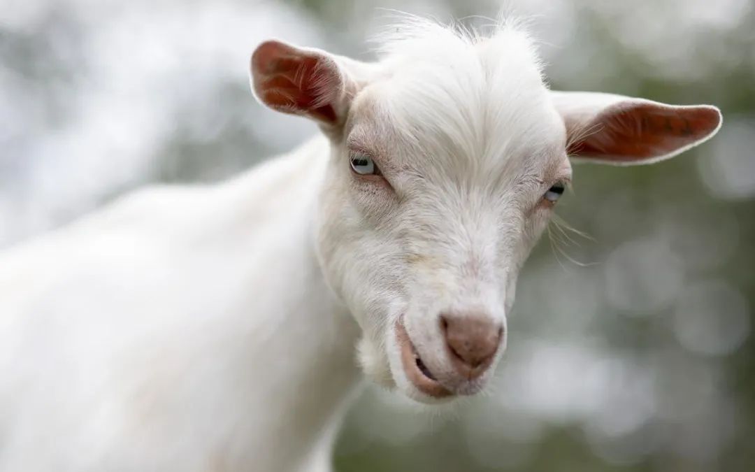 羊说我都气疯了而且怕极了你没看出来