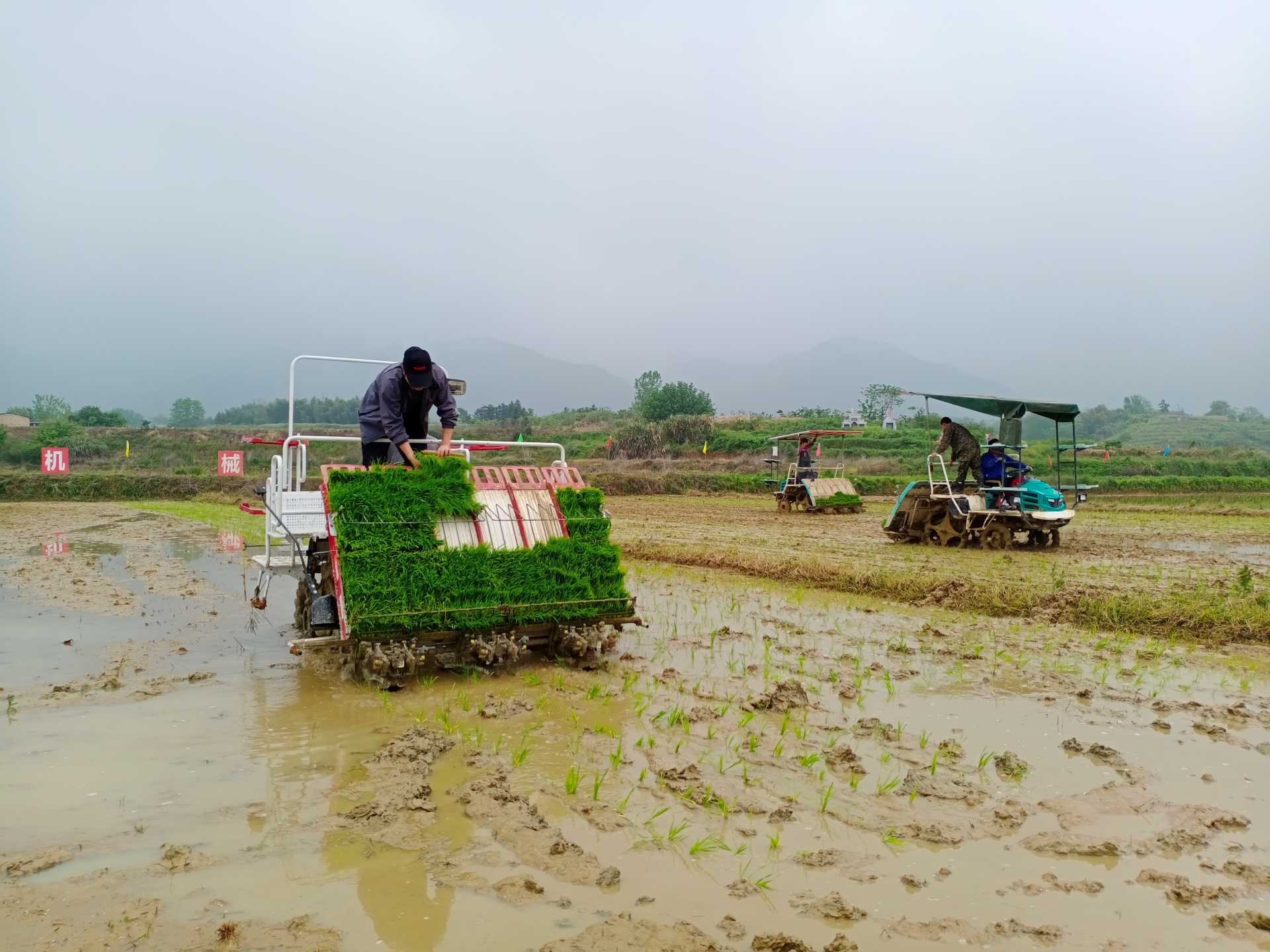 新闻链接白沙现场会演示机插秧全过程