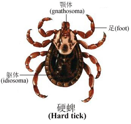 蜱,也称牛虱,狗豆子,草爬子,与蜘蛛是近亲,属于蛛形纲寄螨目蜱总科