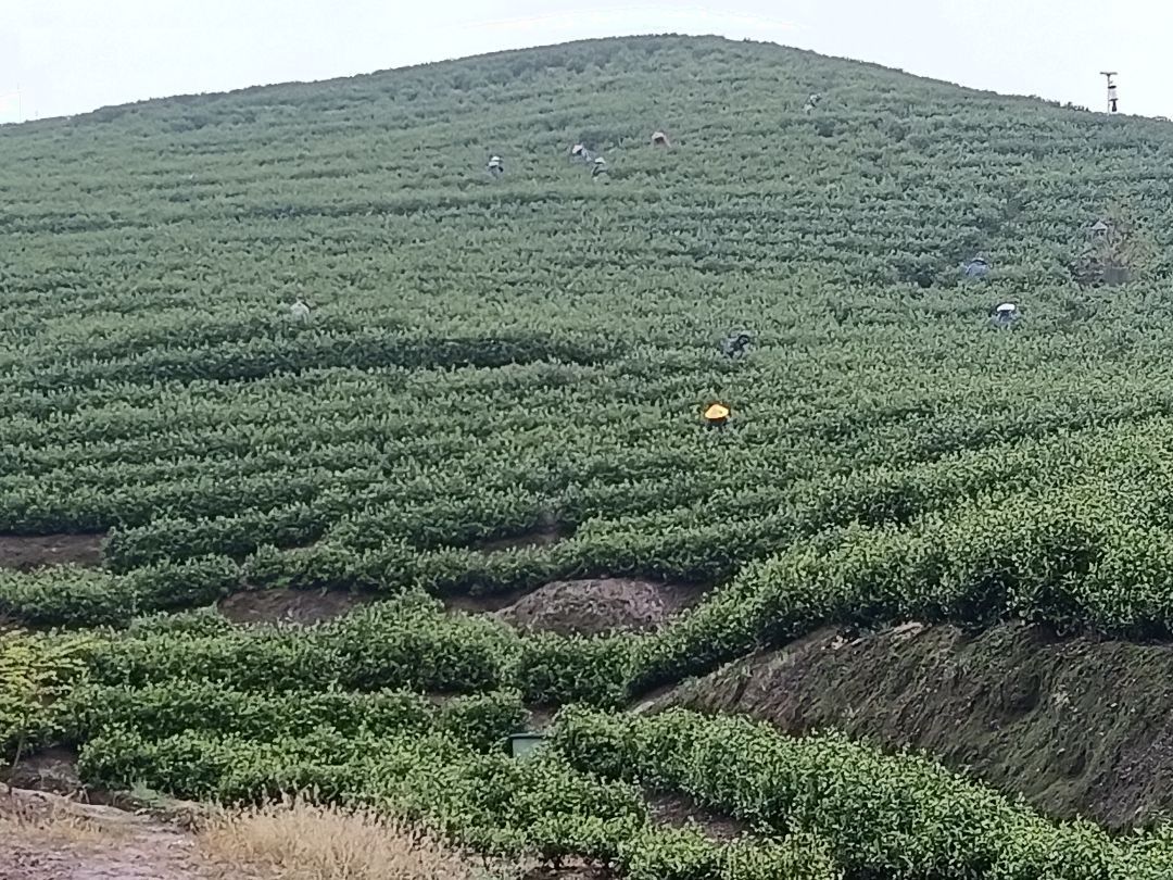 湖北阳新黄颡口镇雨天忙采茶