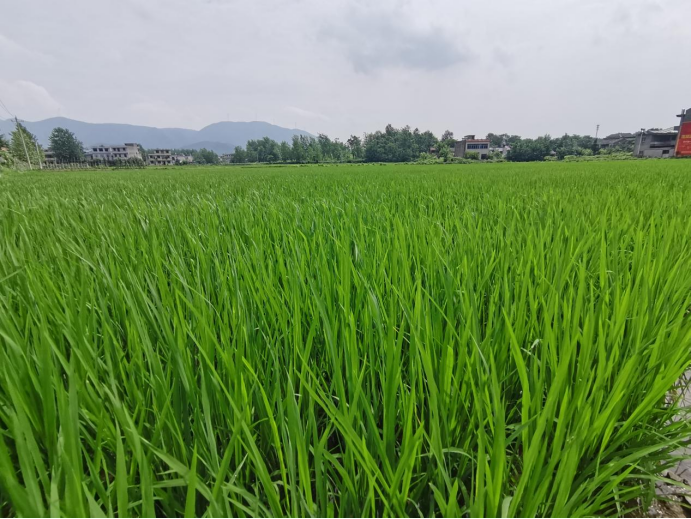 陽新陶港鎮夏捉龍蝦秋收稻養山綠山富村民