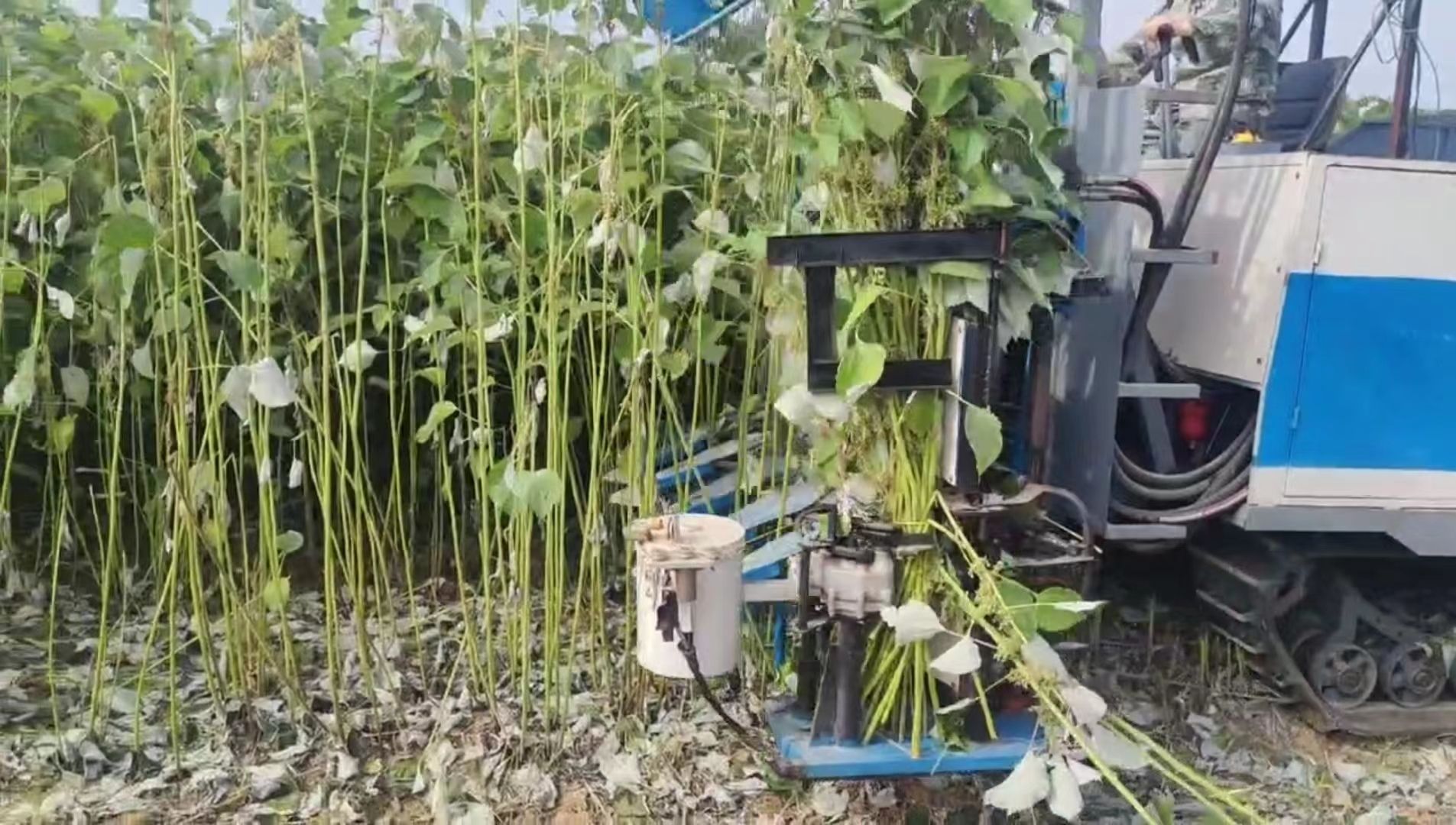 阳新线上直播苎麻"宜机化"_长江云 - 湖北网络广播电视台官方网站