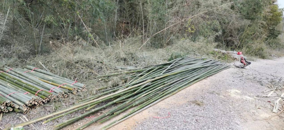 阳新南城村:金竹愁销路 驻村干部牵线找买家