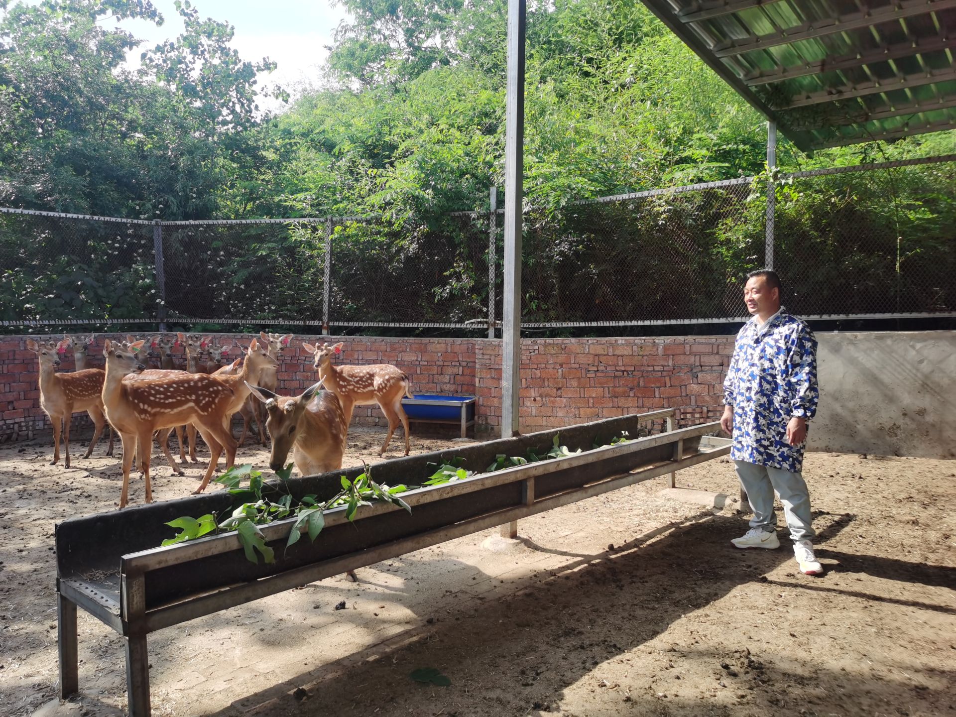 近日,记者来到黄颡口镇军山村的鑫合伍养殖基地看到,在规划整齐的鹿舍