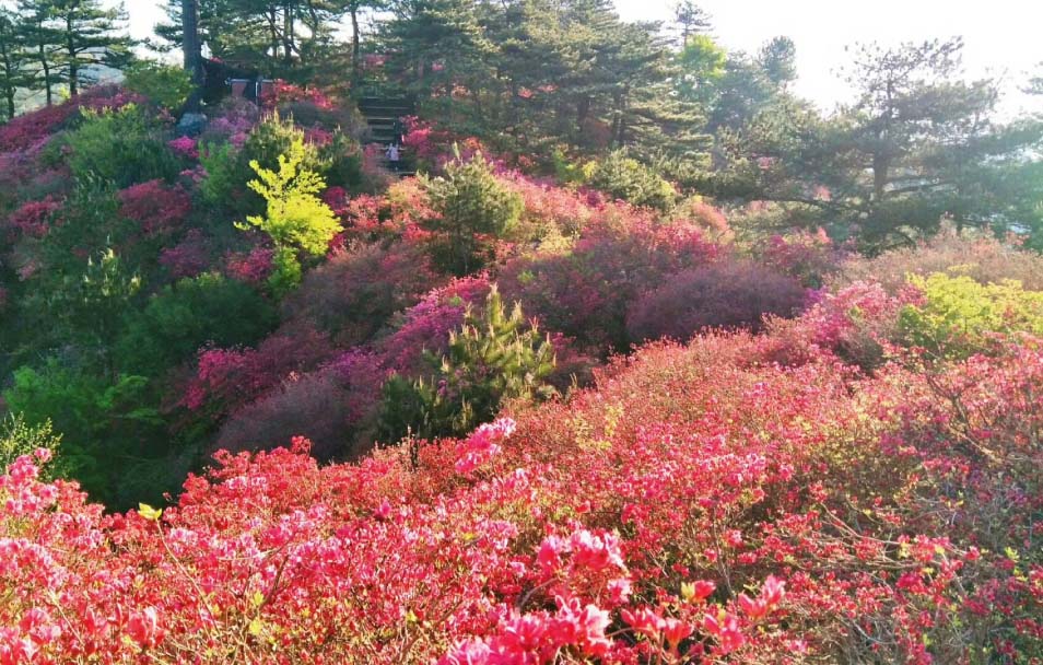 龜峰山杜鵑花海盛況大賞