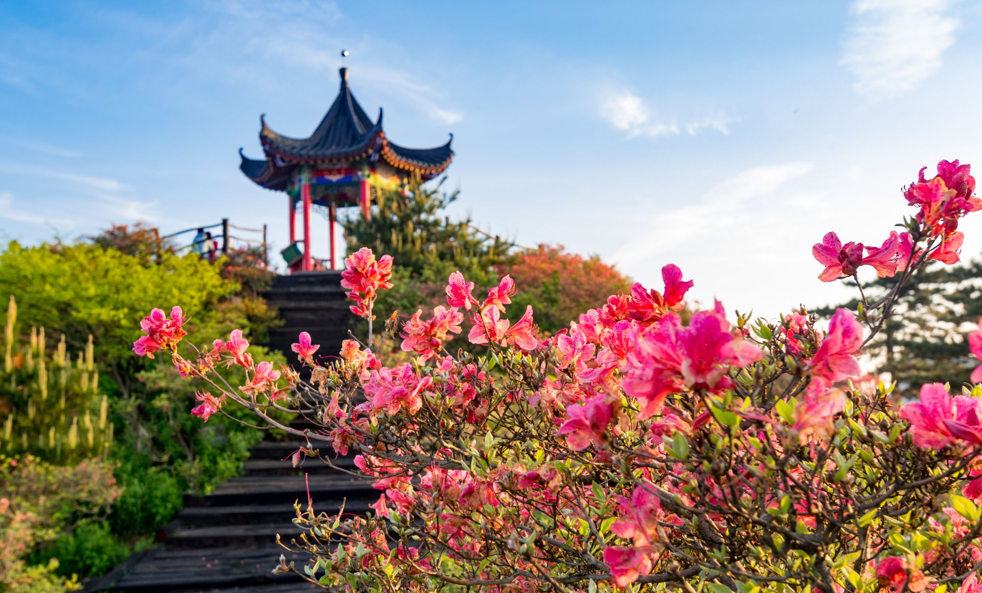 东丰县杜鹃花谷图片