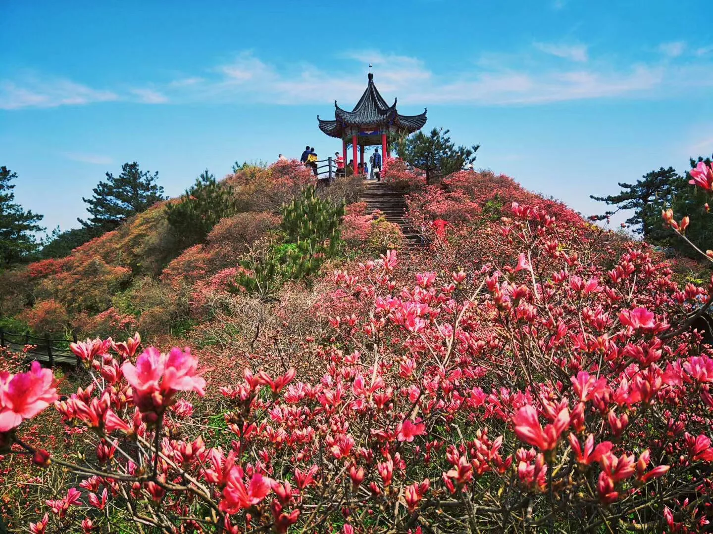 龟峰山杜鹃花海盛况大赏