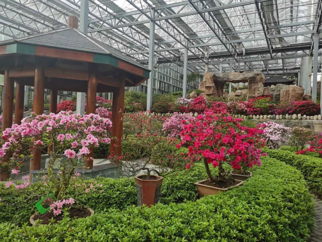 惊艳全球外交部推介湖北麻城杜鹃花海闪亮呈现