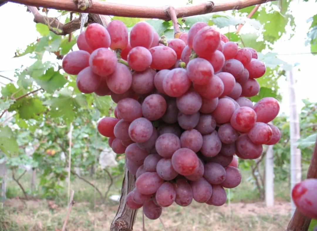 葡萄,火龙果口味最好的时期想尝鲜的朋友们可千万不能错过我们的直播