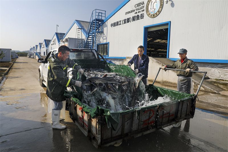 鱘魚谷養殖車間。望作信攝