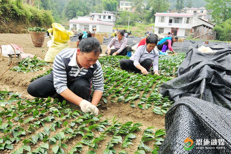 2013年9月9日，在恩施盛家壩鎮(zhèn)，茶農(nóng)在進(jìn)行無性良種茶扦插。.JPG