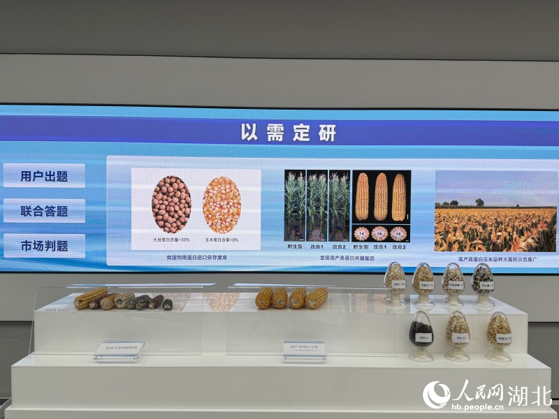 高产高蛋白玉米展示。人民网记者 周恬摄