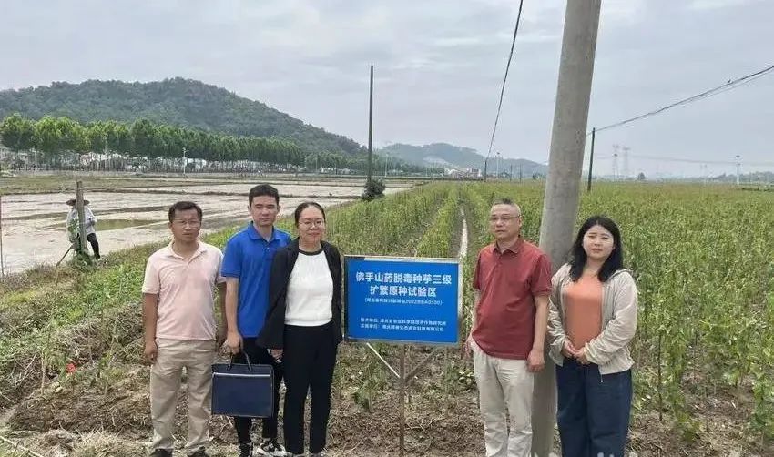 科技特派员“把脉”佛手山药 赋能乡村振兴进行时.docx