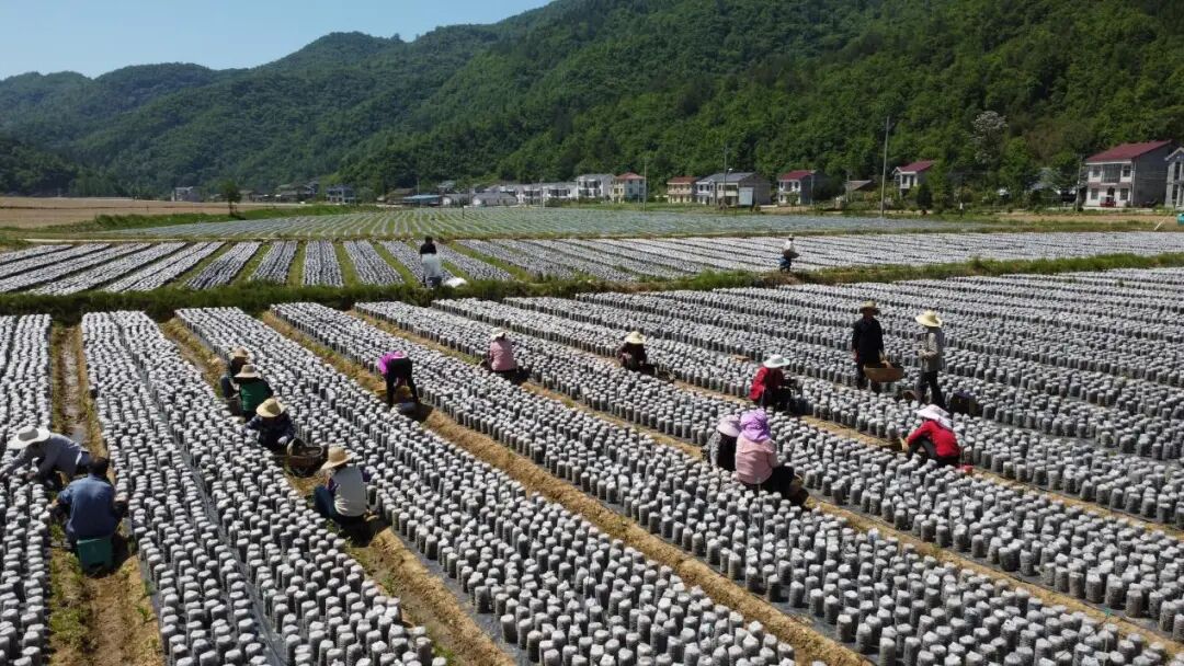 房县代料黑木耳基地.jpg