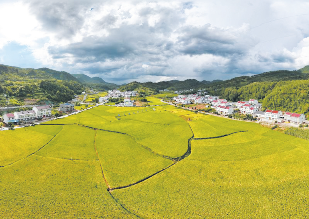 竹山县得胜镇花竹村金穗飘香。.png