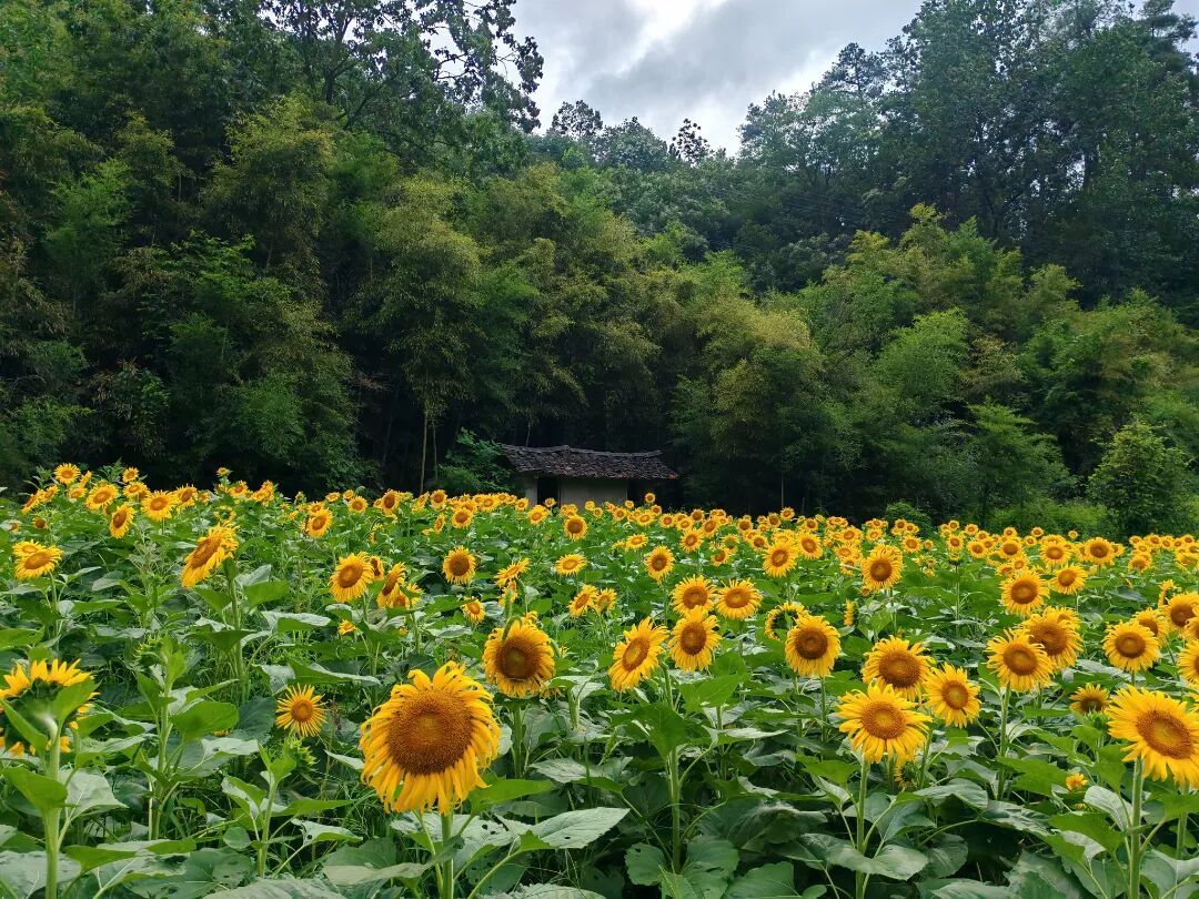 赛管局小川村油葵丰收.jpeg