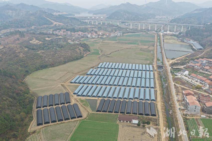 武穴市大金镇:“小菌菇”谱写“大文章” 特色农业激活乡村振兴“一池春水”.docx