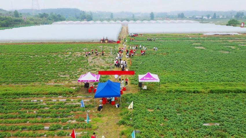 红安“中彩”动能澎湃,助力“三产融合”.docx