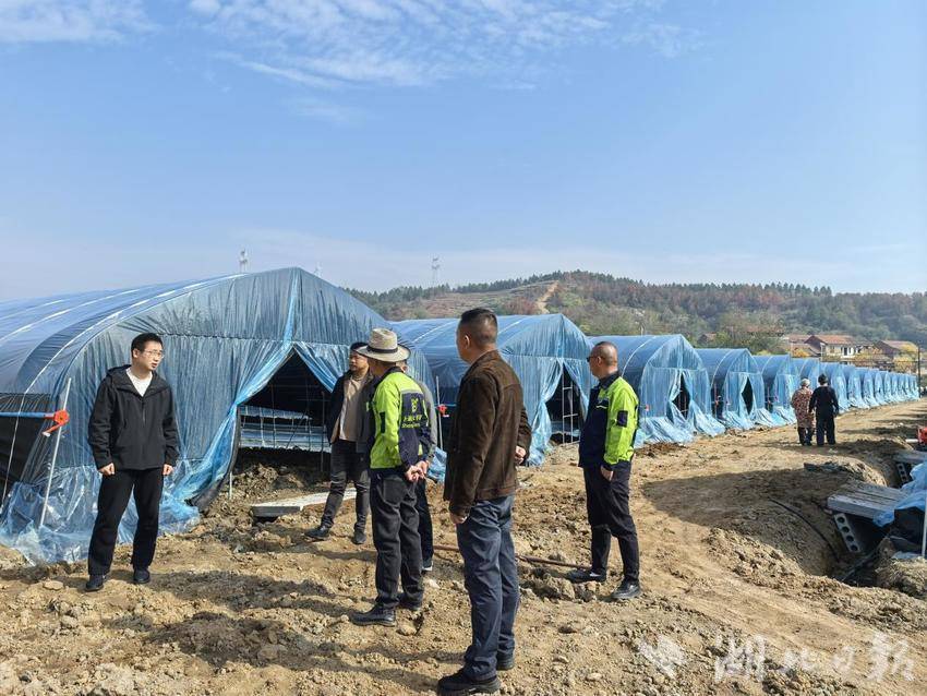 武穴市大金镇:“小菌菇”谱写“大文章” 特色农业激活乡村振兴“一池春水”.docx