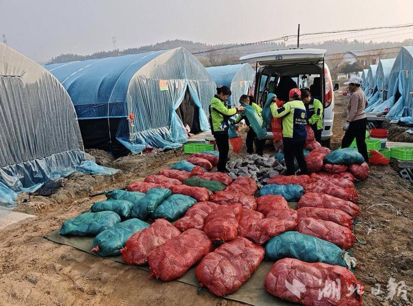 武穴市大金镇:“小菌菇”谱写“大文章” 特色农业激活乡村振兴“一池春水”.docx