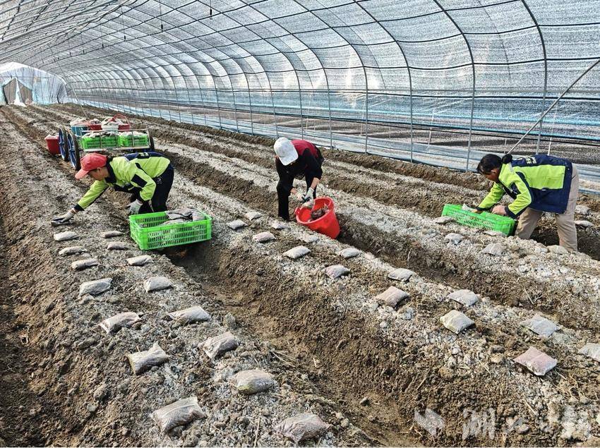 武穴市大金镇:“小菌菇”谱写“大文章” 特色农业激活乡村振兴“一池春水”.docx