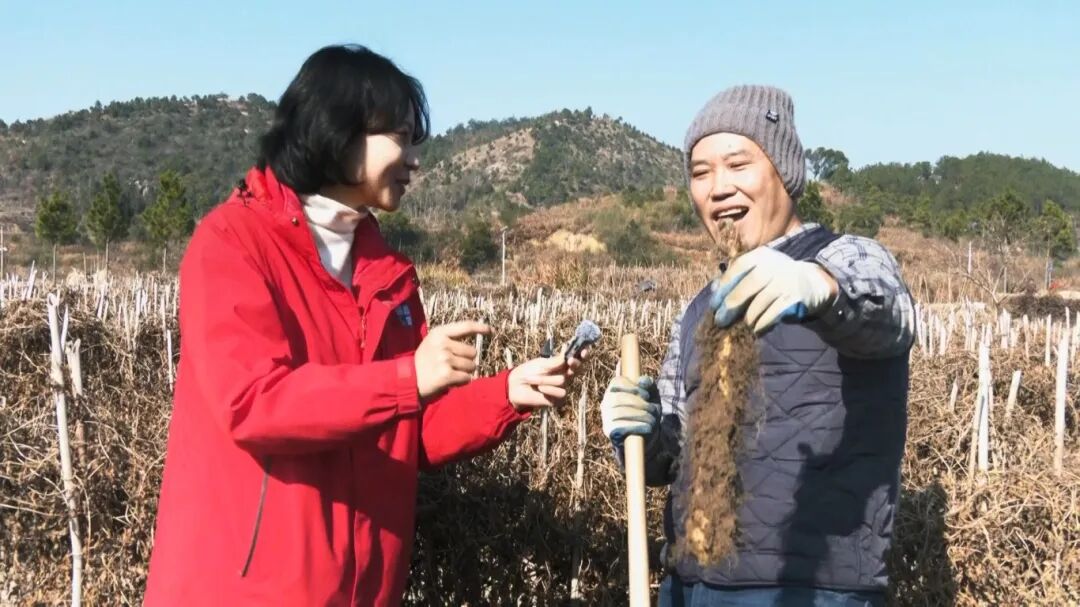 周波++蕲春融媒助农直播走进田间+青石山药搭上“云端快车”.mp4_snapshot_00.26.080.jpg