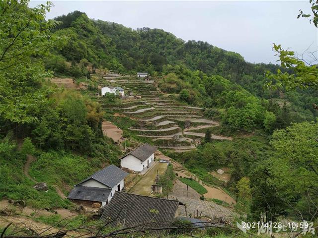 宜昌兴山县水月寺镇发展道地药材_云上兴山