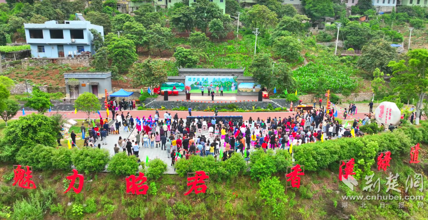 兴山县昭君镇枇杷种植历史悠久,现有枇杷成片园500多亩,进入5月,沿着