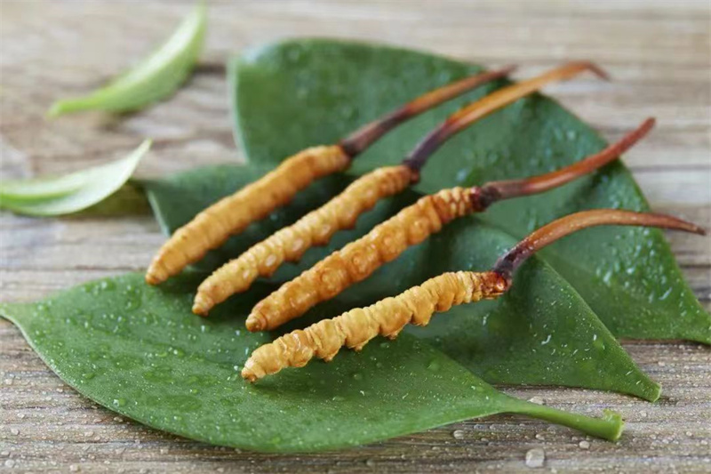 人工繁殖的冬虫夏草。宜都市委宣传部供图