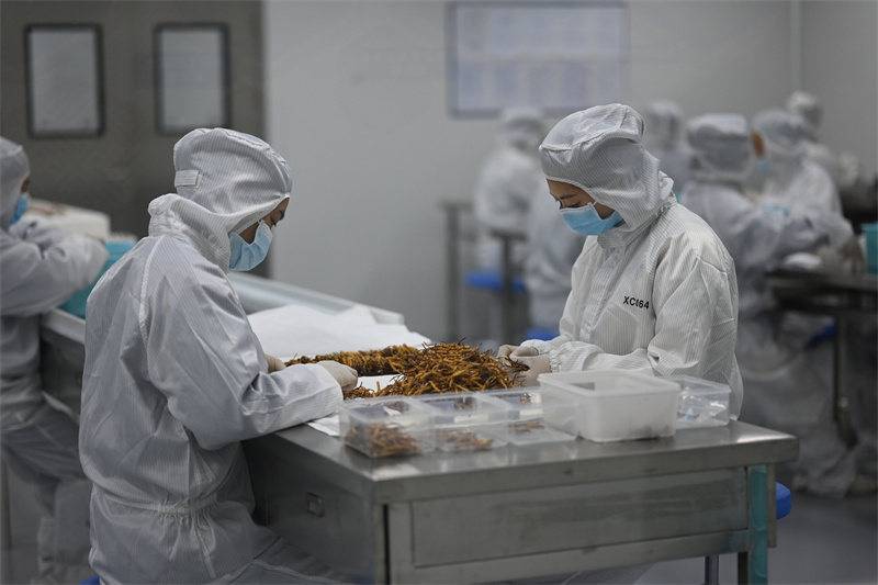 冬虫夏草加工车间。宜都市委宣传部供图