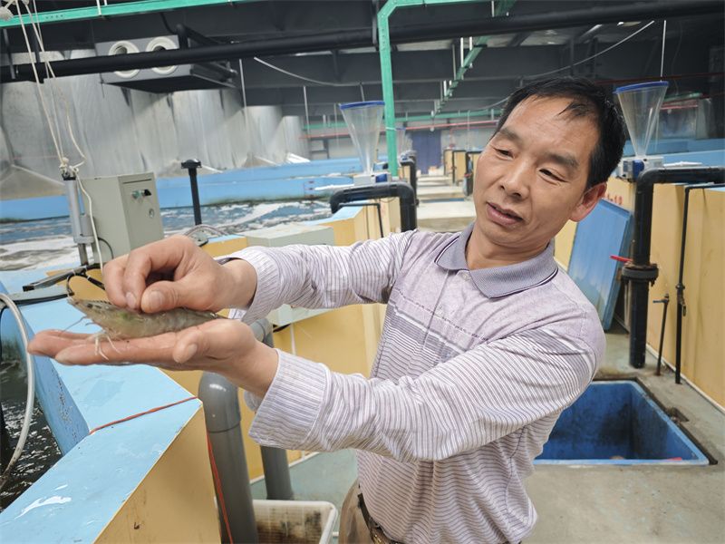 南美白对虾养殖基地。高寒摄